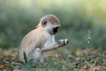 African safari holidays