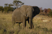 African Wildlife Safari Kruger Park South Africa