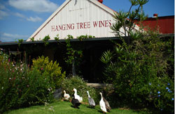 Hanging Tree Wines Guesthouse