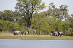 Chobe Park is famous for its elephants