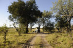 Wild and exciting Moremi wildlife area is for the more adventurous