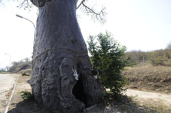 photograph of Gweta Botswana