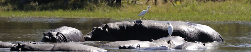 Luxury Safari in Botswana