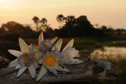 Macatoo Camp Okavango Delta