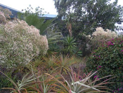 Bougainvilla Bed and Breakfast