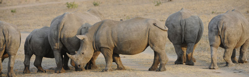 Luxury Safari in Botswana
