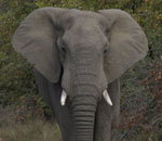 Elephant Kruger Park