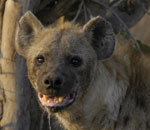 Hyena - Kruger Park