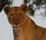 Lion in Kruger Park