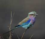 Birding in Kruger