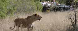 lion safari africa