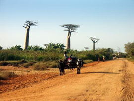 baobabs madagsacar