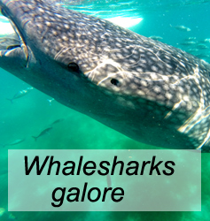 Whaleshark