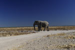 On safari in Etosha Namibia