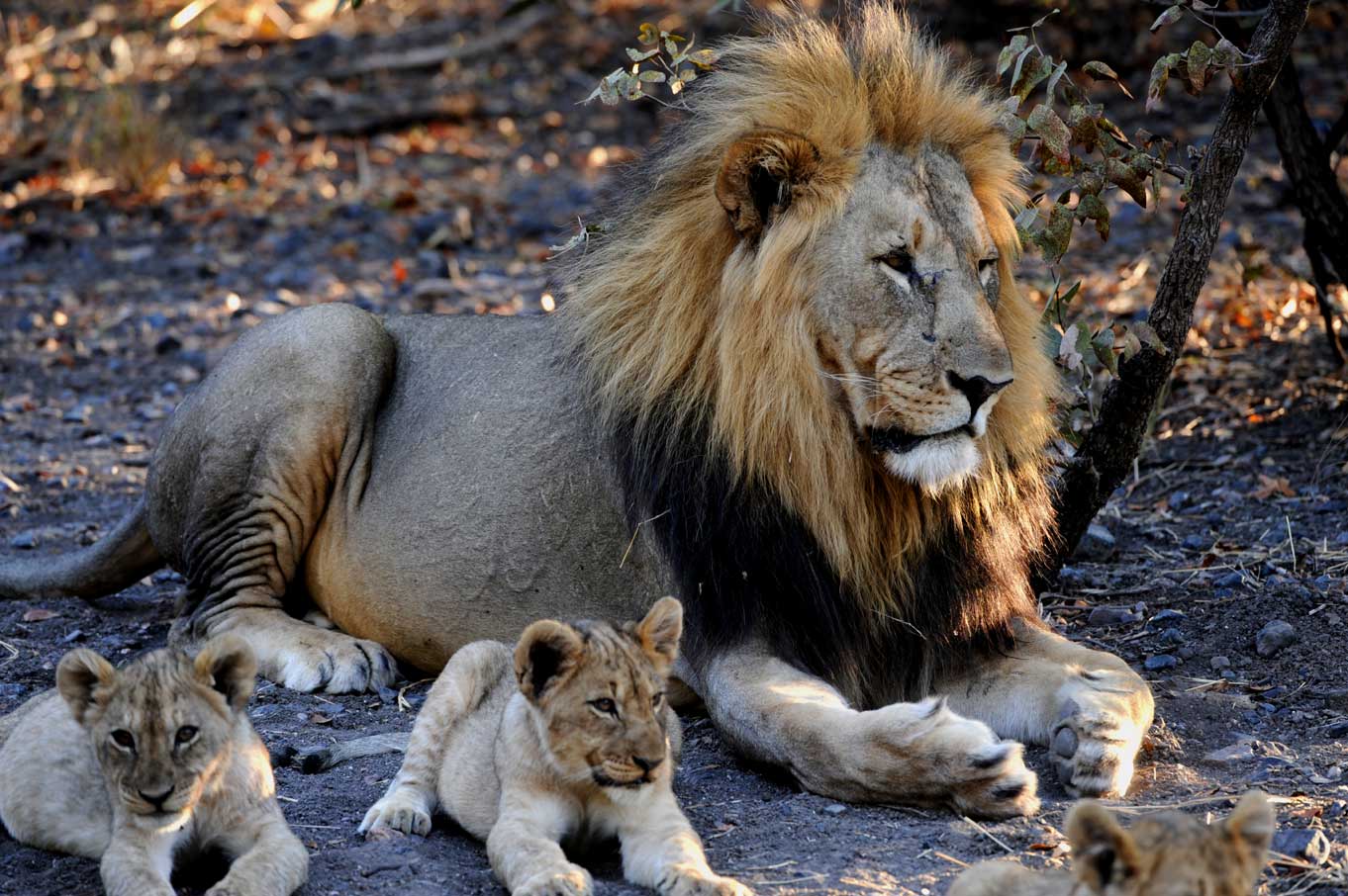 Lions in Etosha National Park Namibia