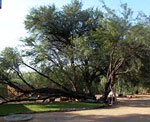 kleines nest omaruru
