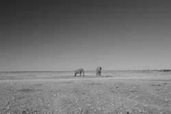 Etosha National Park Namibia