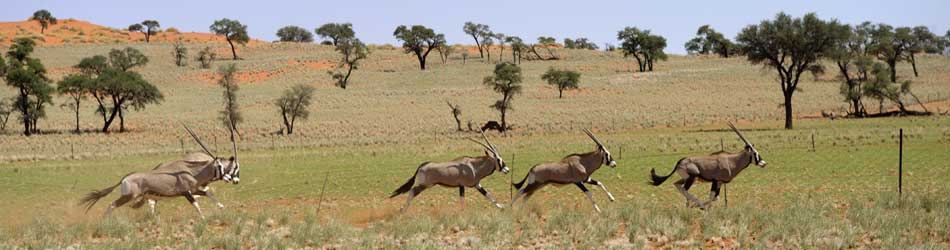 Enjoy the undisturbed open freedom of the Namib Rand reserve at this self catering house