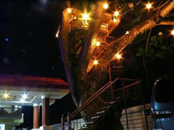 Cecilia's Inn Puerto Princesa