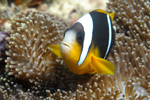 Scuba diving africa