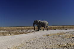 Addo elephant south africa