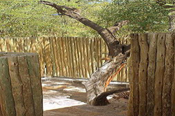 Porcupine Bush Lodge
