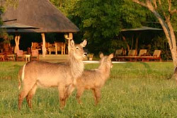 Tangala Safari Camp