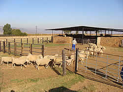 Ausdaver Guest Farm