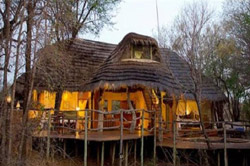 Jaci's Safari and Tree Lodges