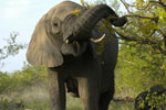 African Wildlife Safari Kruger Park South Africa