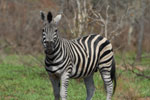 Kruger Park South Africa