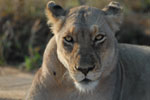 African Wildlife Safari Kruger Park South Africa