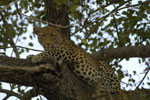 Kruger Park South Africa