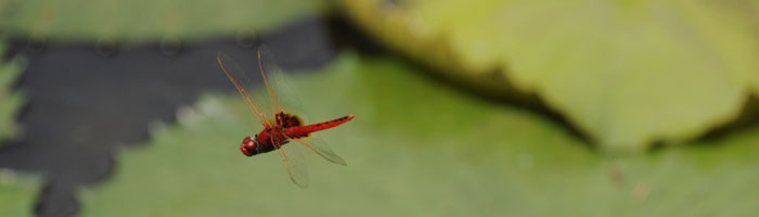 Africa and Indian Ocean Islands