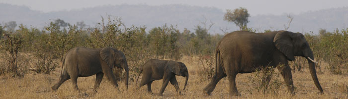 Africa and Indian Ocean Islands