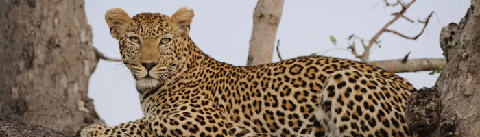 Africa and Indian Ocean Islands