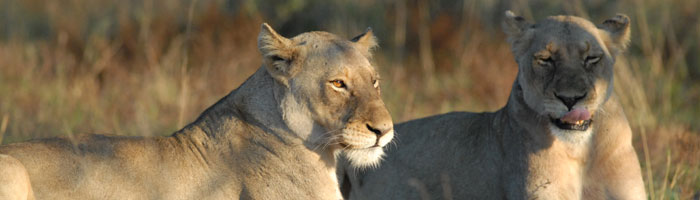 Africa and Indian Ocean Islands