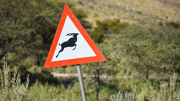 Caution kudu road sign in Namibia