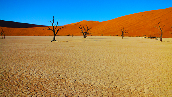 Dead camelthorn trees on the white clay pan of Deadvlei, framed by red dunes