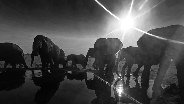 Elephants drinking at an Etosha waterhole in late afternoon light