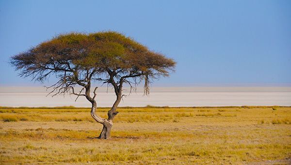 A lone tree on the edge of the Etosha pan