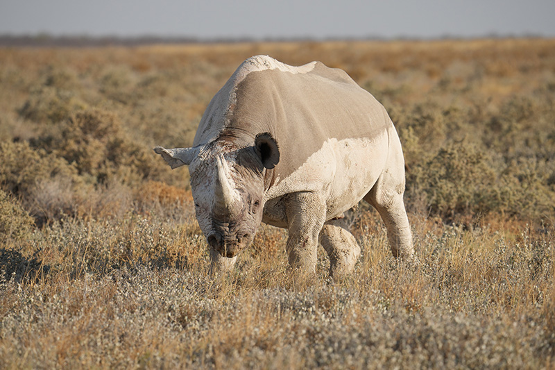 Rhino in Etosha Park