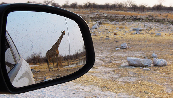 Giraffe in Etosha reflecting in a cars wing mirror