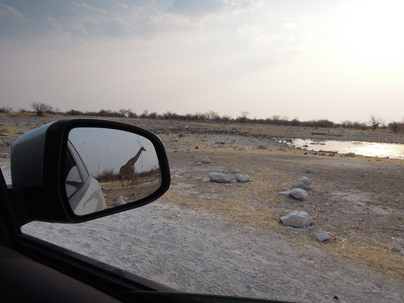 Giraffe walking behind car in Etosha Park