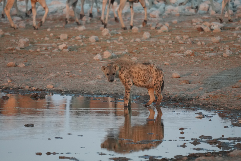 Hyena in Etosha Park