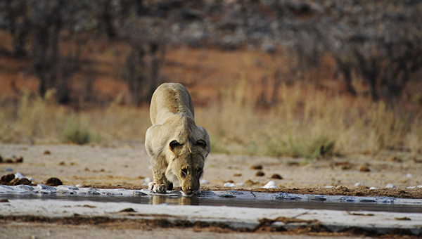 Lions resting at a waterhole in Etosha National Park