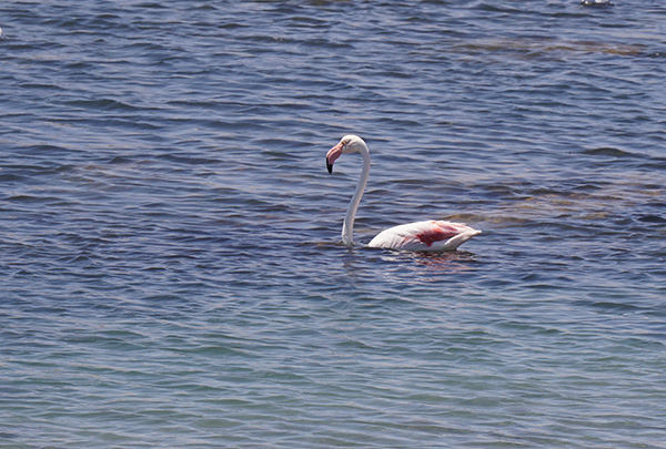 Flamingo in the shallows of Sandwich Harbour lagoon