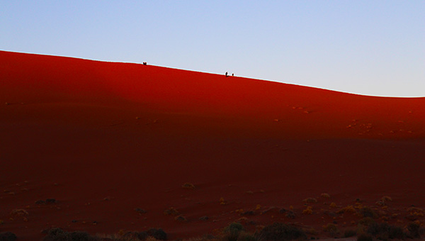 Desert dunes in the soft light at sunrise