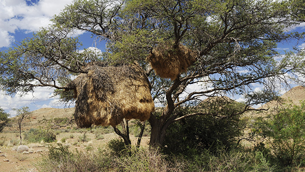 A giant sociable weaver nest on a camel thorn tree in Namibia
