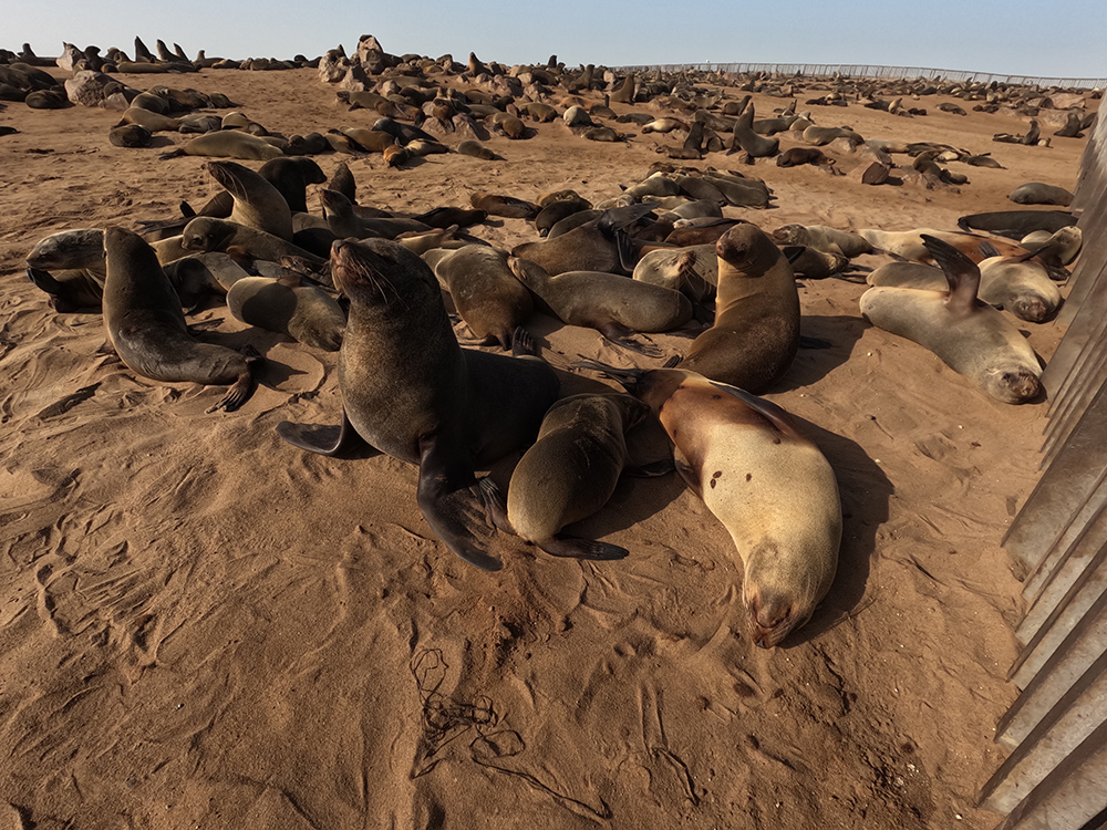 A quarter of a million Cape fur seals along the shoreline at Cape Cross Seal Reserve